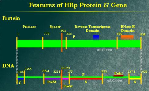 Hepatitis B Polymerase Gene and Protein Domains