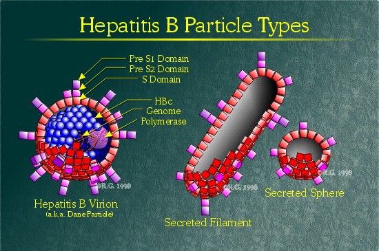 Hepatitis B Particle Forms