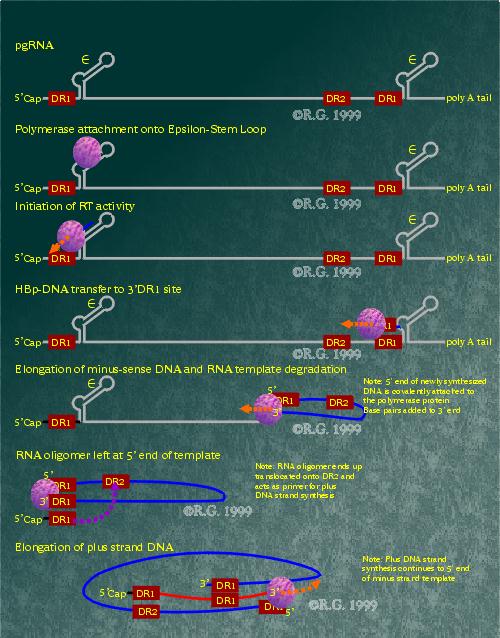 HBV DNA Replication Schematic