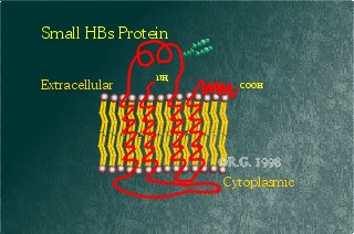 Small Hepatitis B Surface Protein